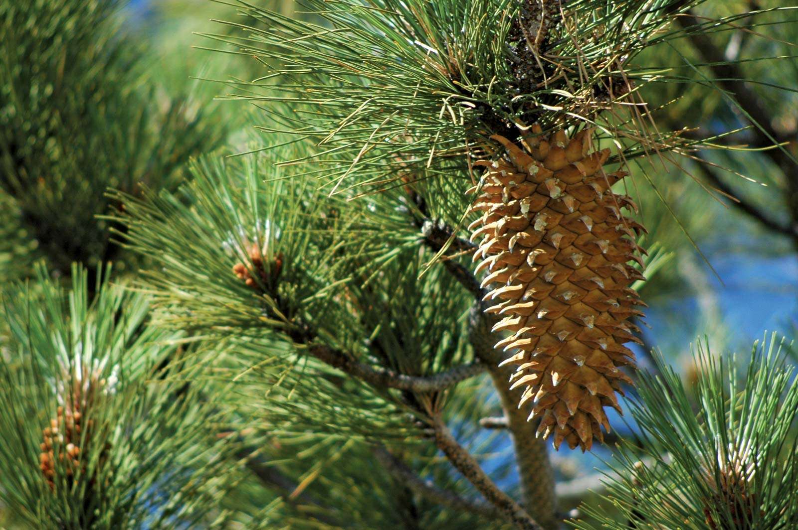 Detail Pine Cone Pic Nomer 29