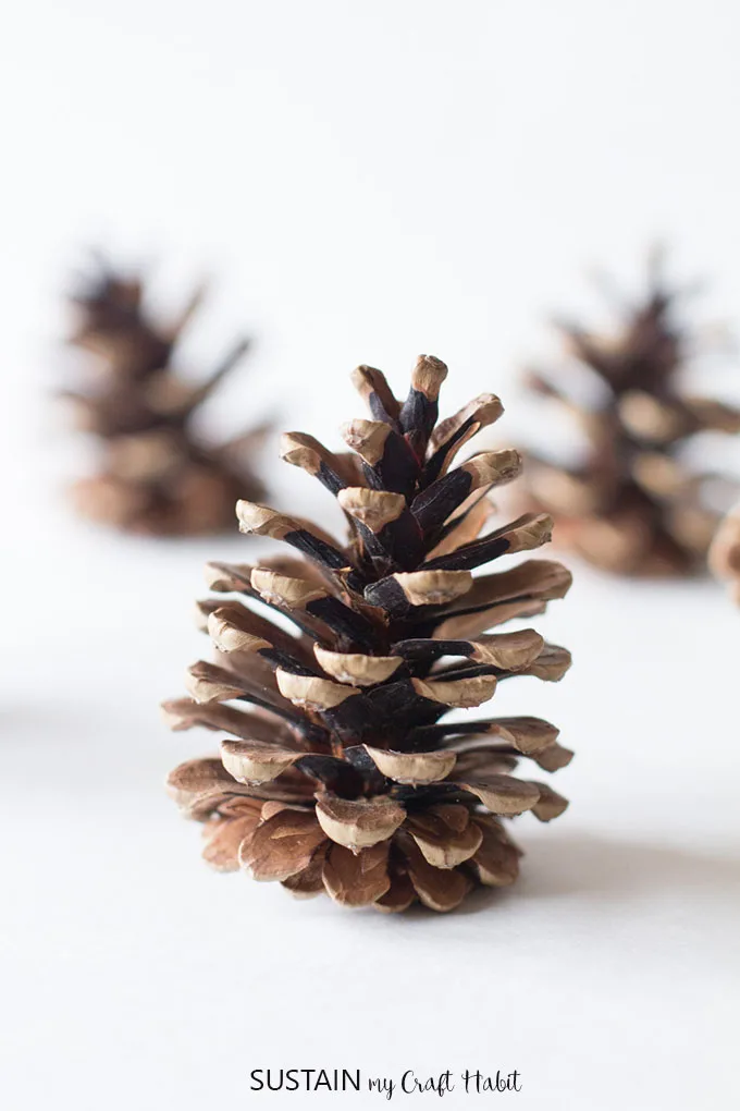 Detail Pine Cone Pic Nomer 35