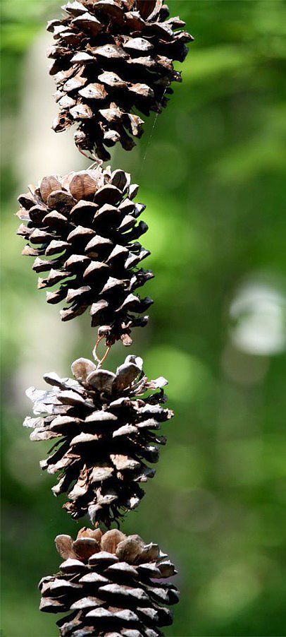 Detail Pine Cone Rain Chain Nomer 7