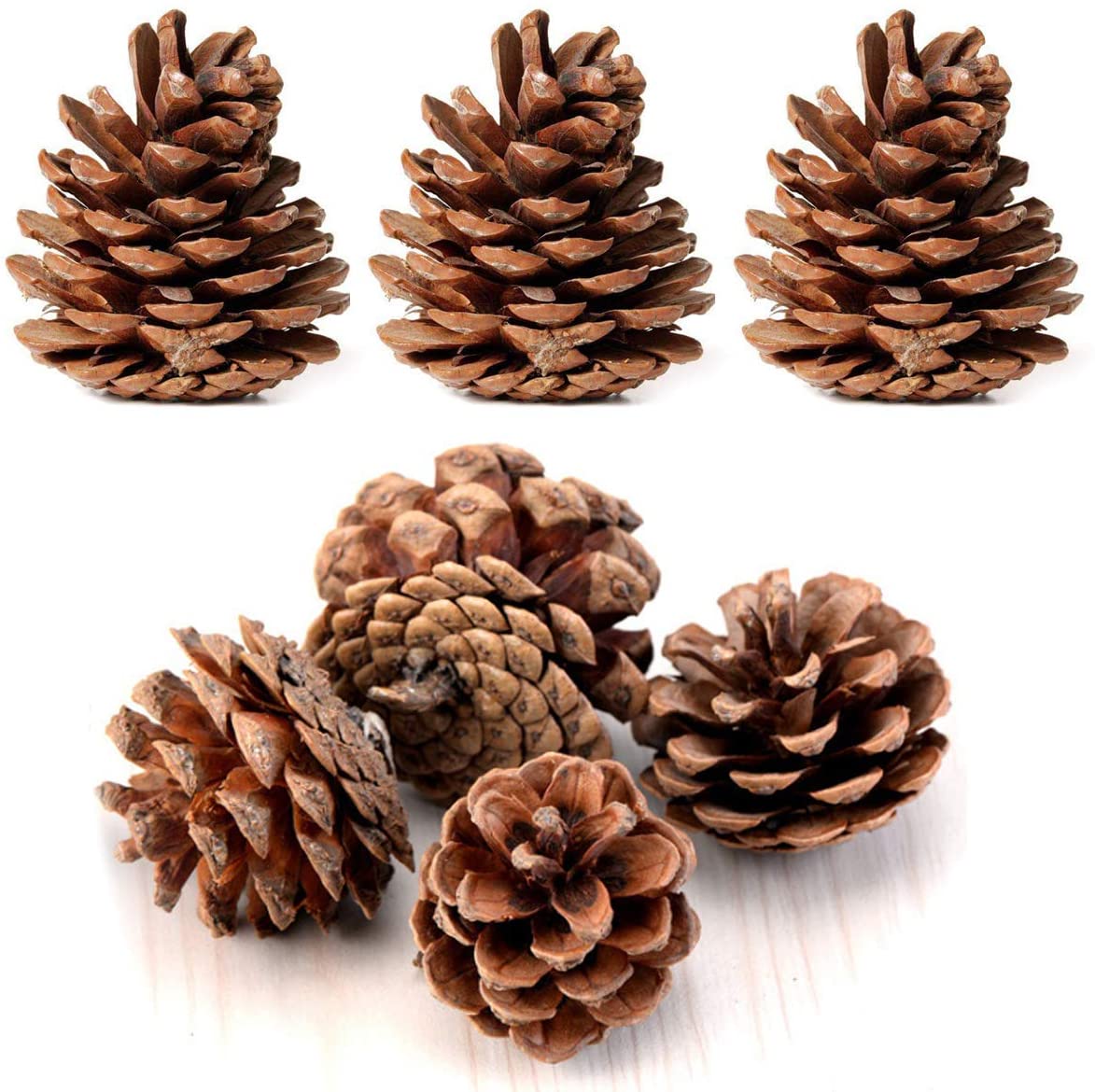 Pine Cones Images - KibrisPDR