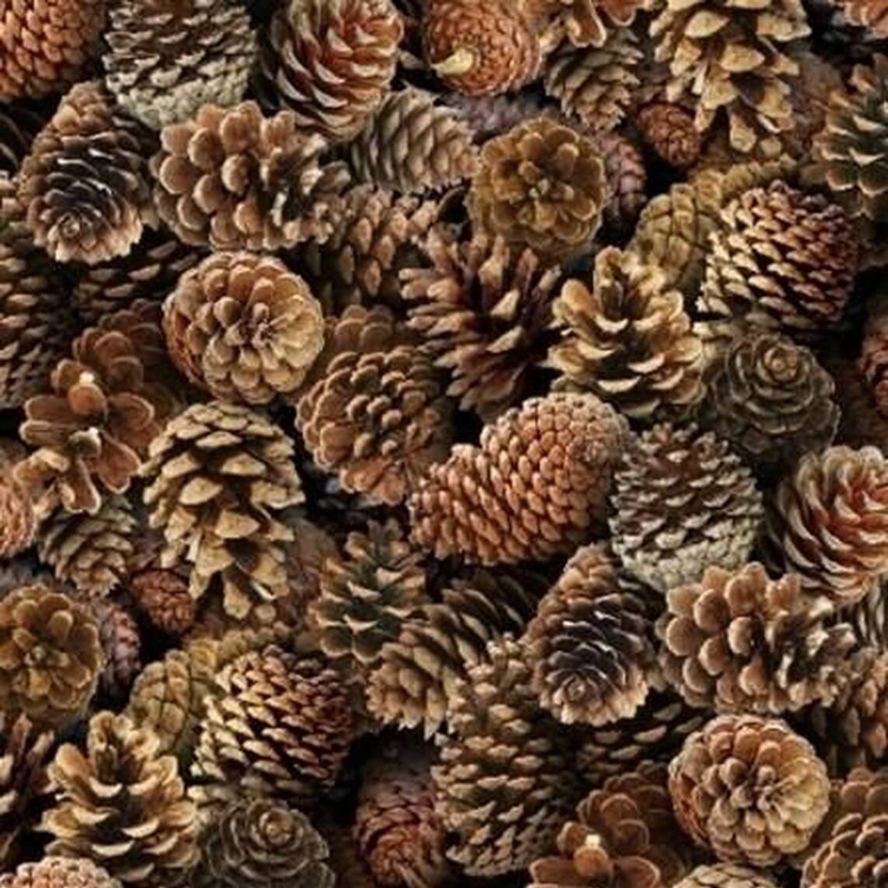 Detail Pine Cones Images Nomer 14