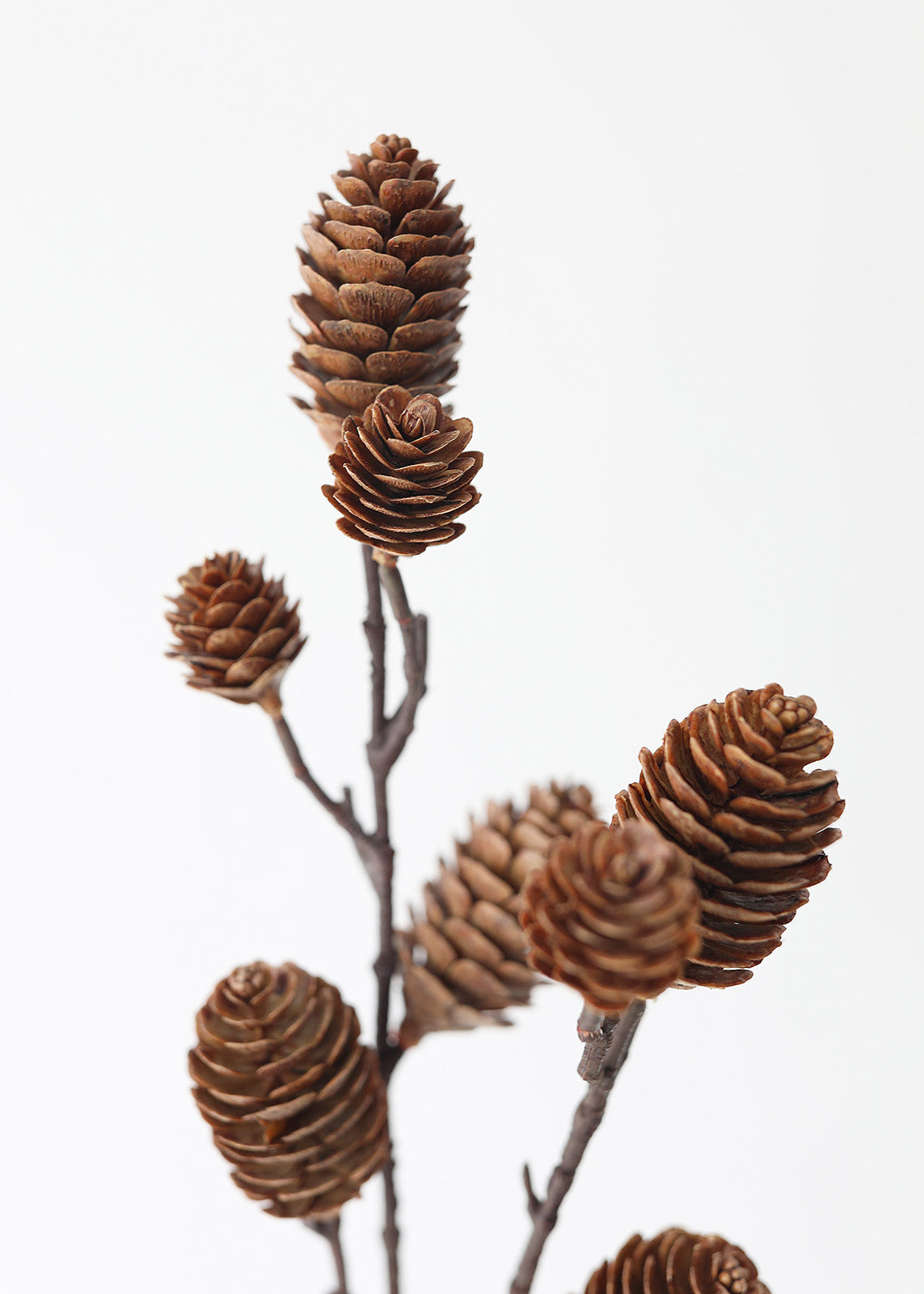 Detail Pine Cones Images Nomer 16