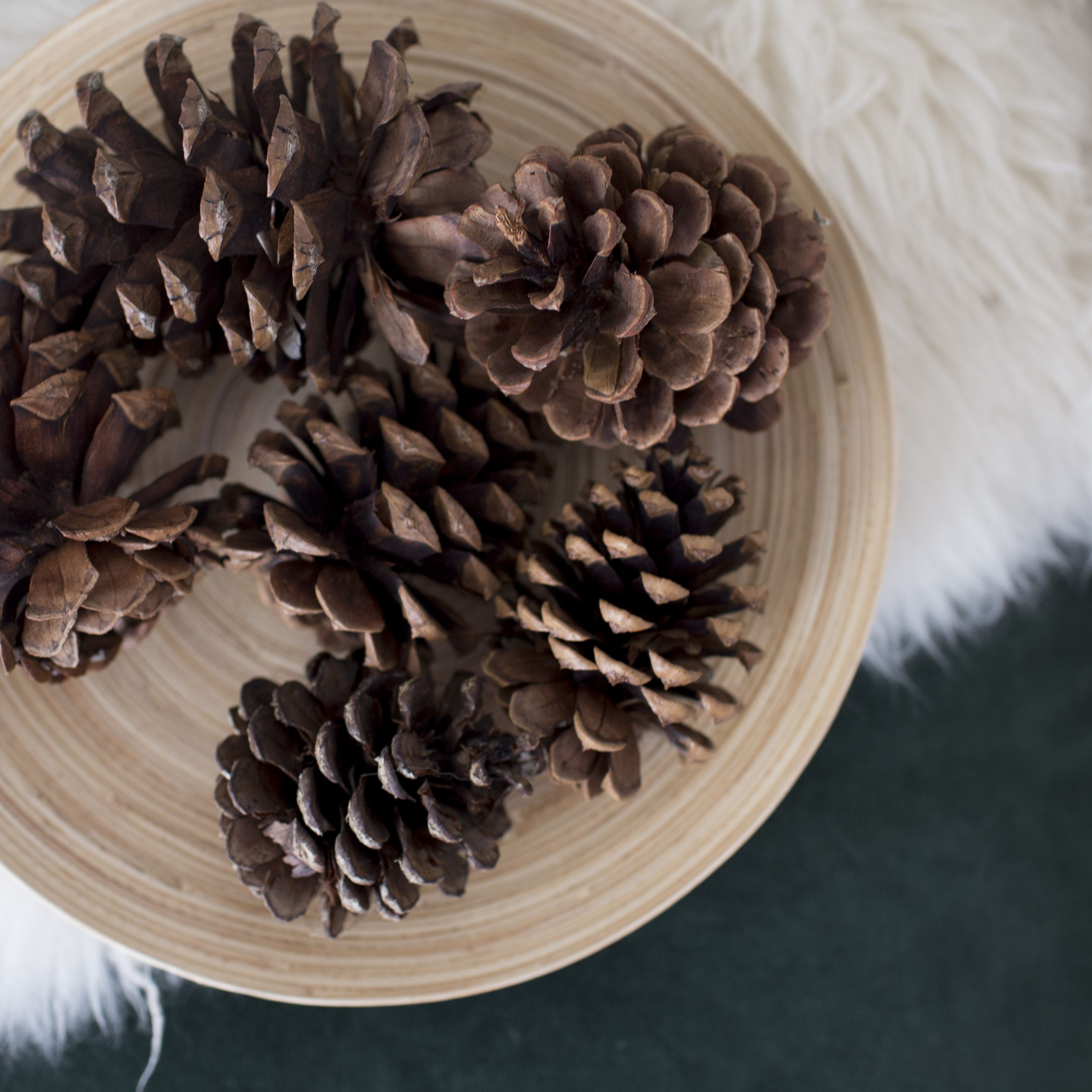 Detail Pine Cones Images Nomer 22