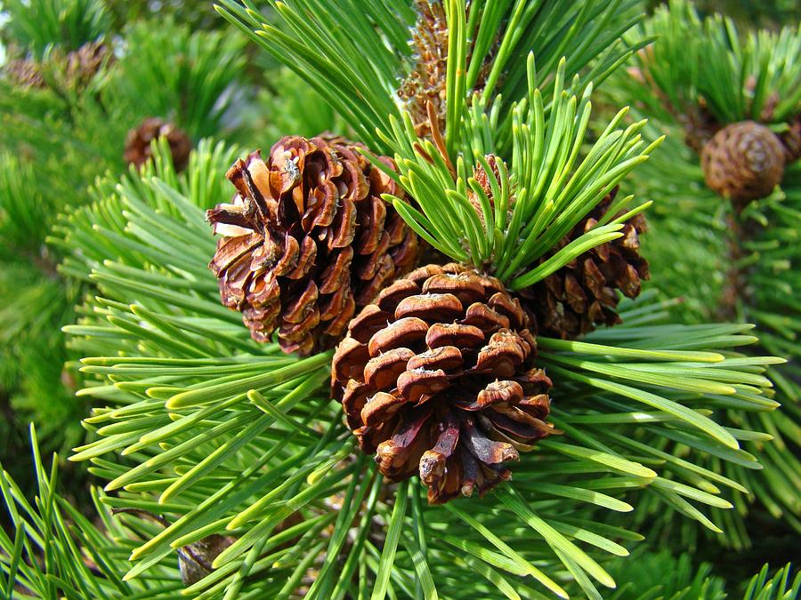 Detail Pine Cones Images Nomer 35