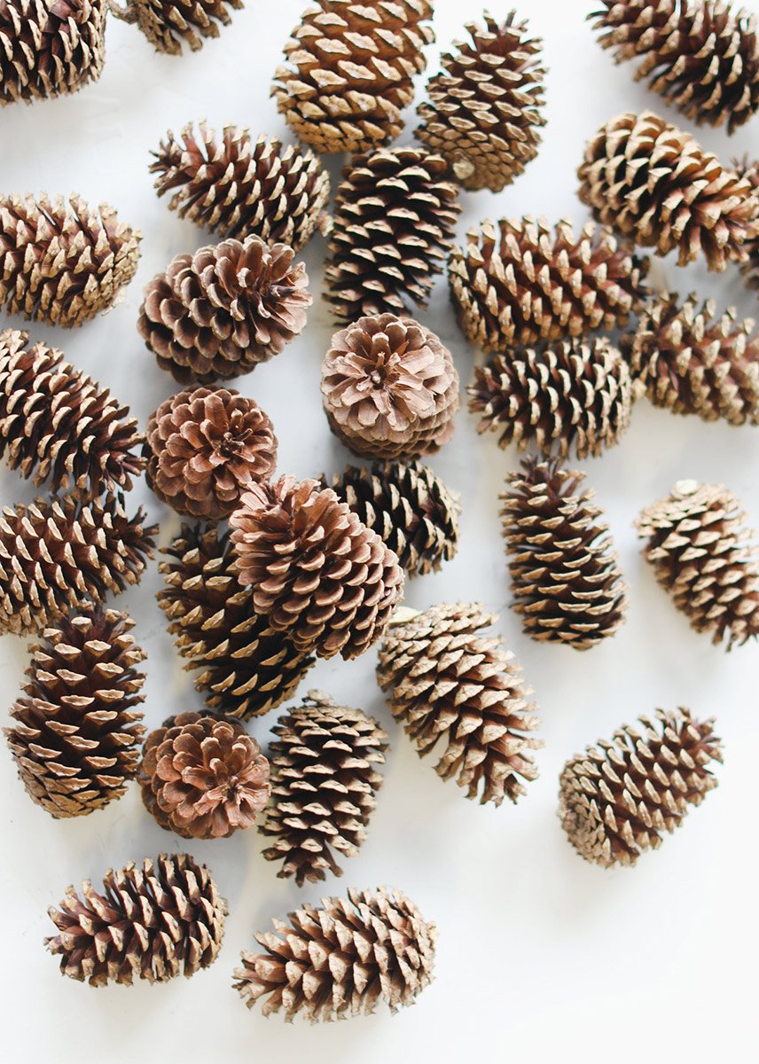 Detail Pine Cones Images Nomer 5