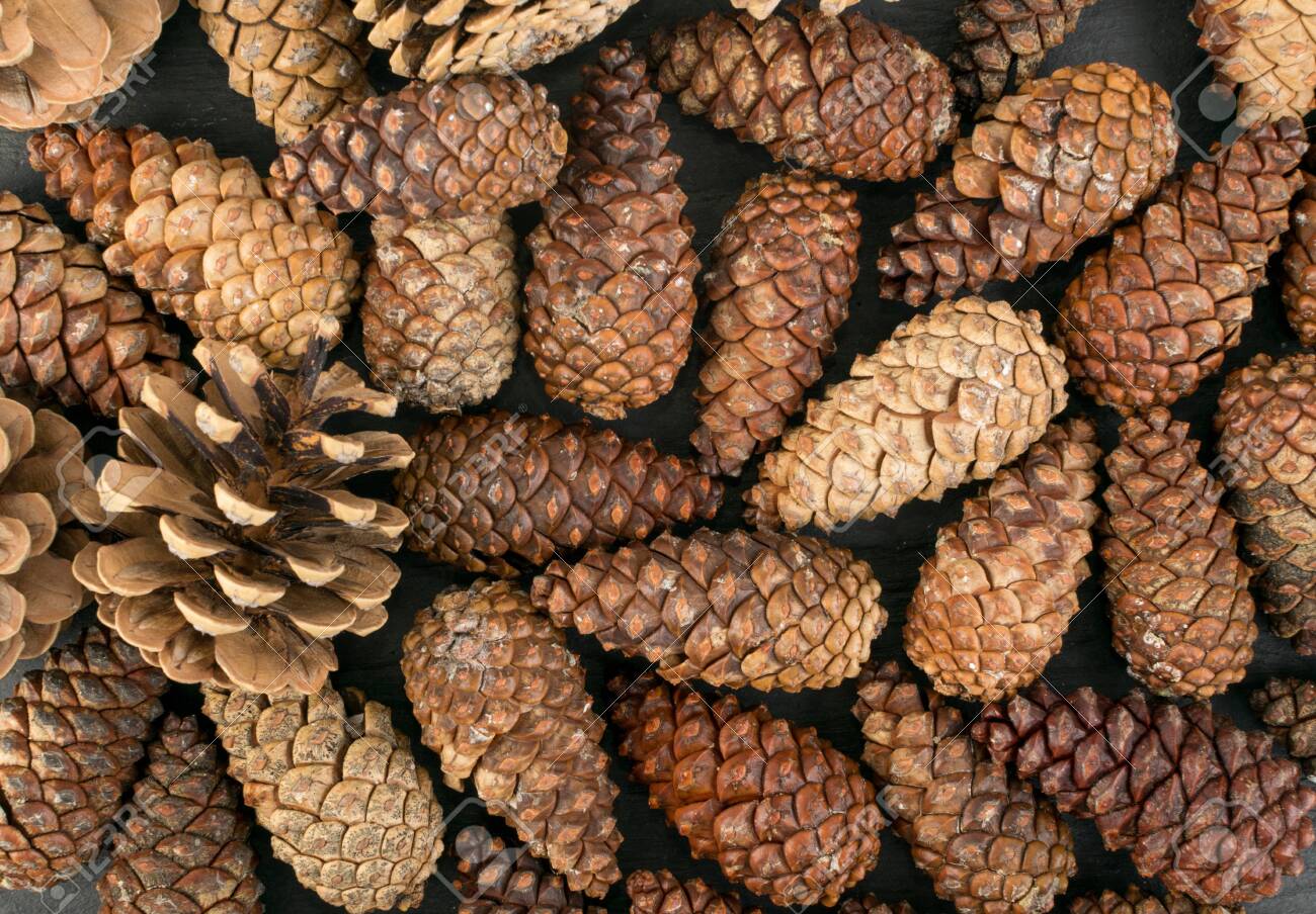 Detail Pine Cones Images Nomer 38