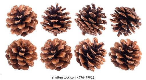 Detail Pine Cones Images Nomer 40