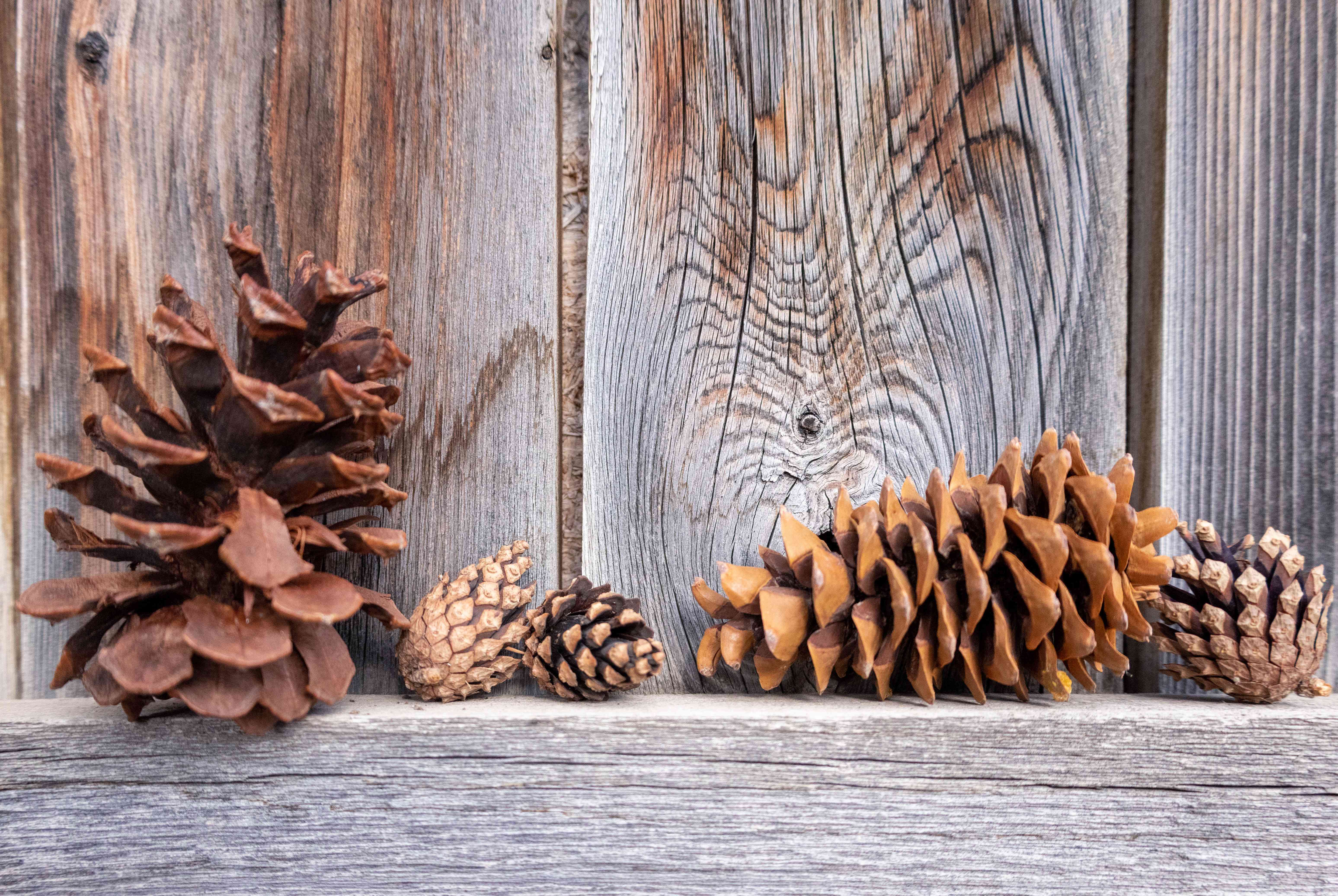 Detail Pine Cones Images Nomer 45