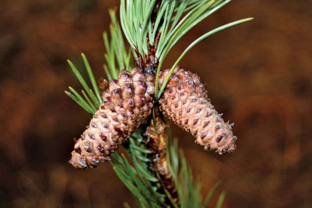 Detail Pine Cones Images Nomer 46