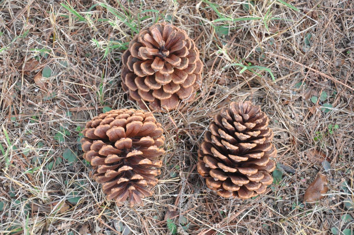 Detail Pine Cones Images Nomer 49