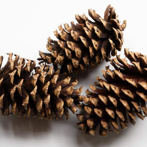 Detail Pine Cones Images Nomer 50