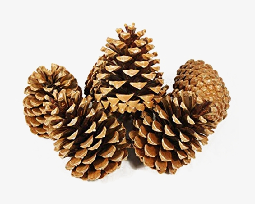 Detail Pine Cones Images Nomer 56