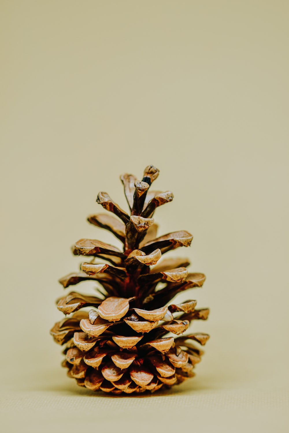 Detail Pine Cones Images Nomer 8