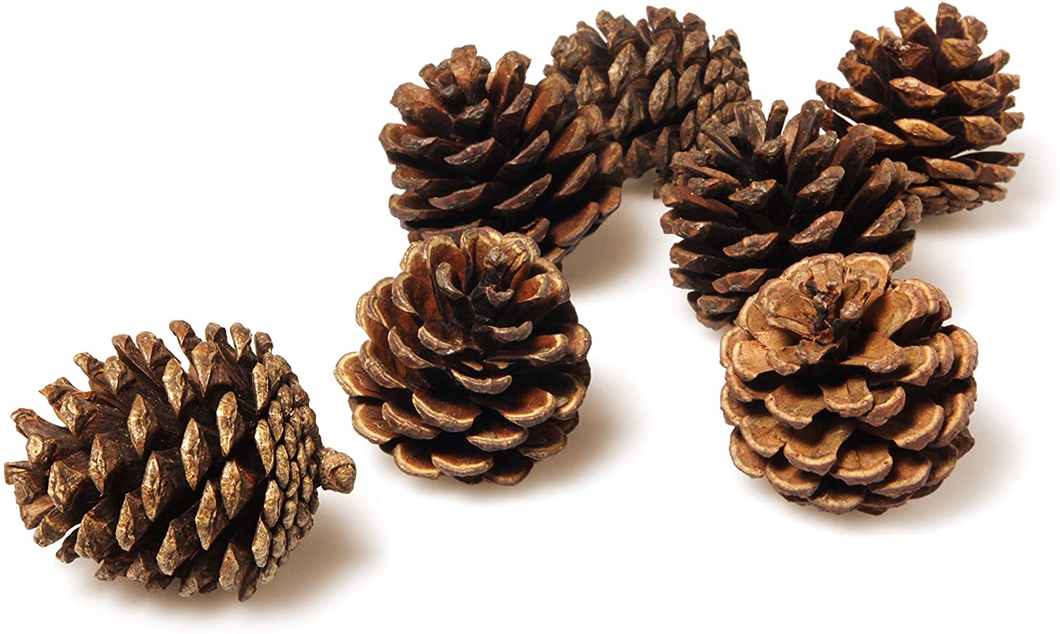 Detail Pine Cones Images Nomer 9