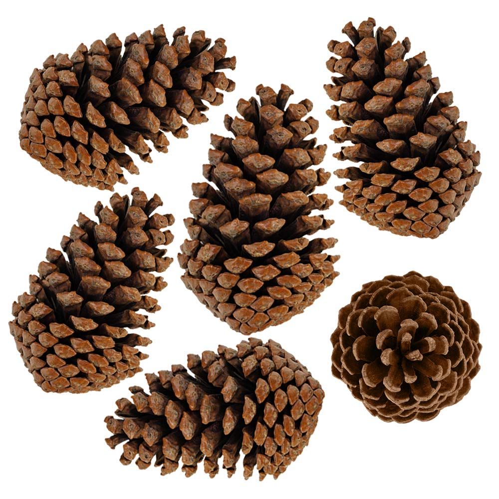 Detail Pine Cones Images Nomer 10