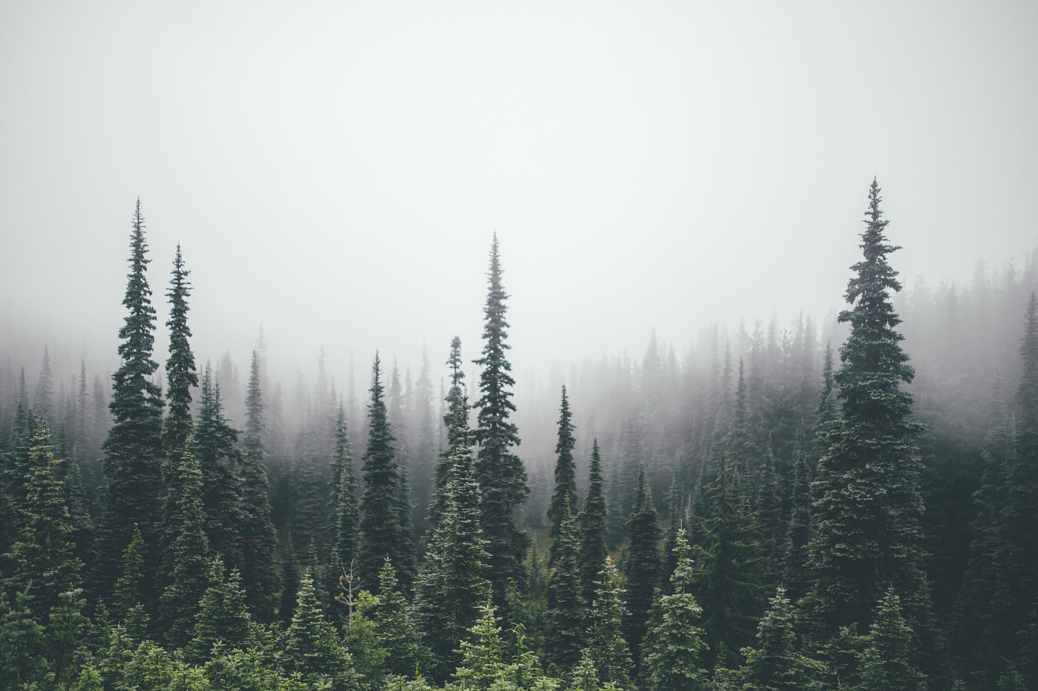 Detail Pine Forest Wallpaper Nomer 3