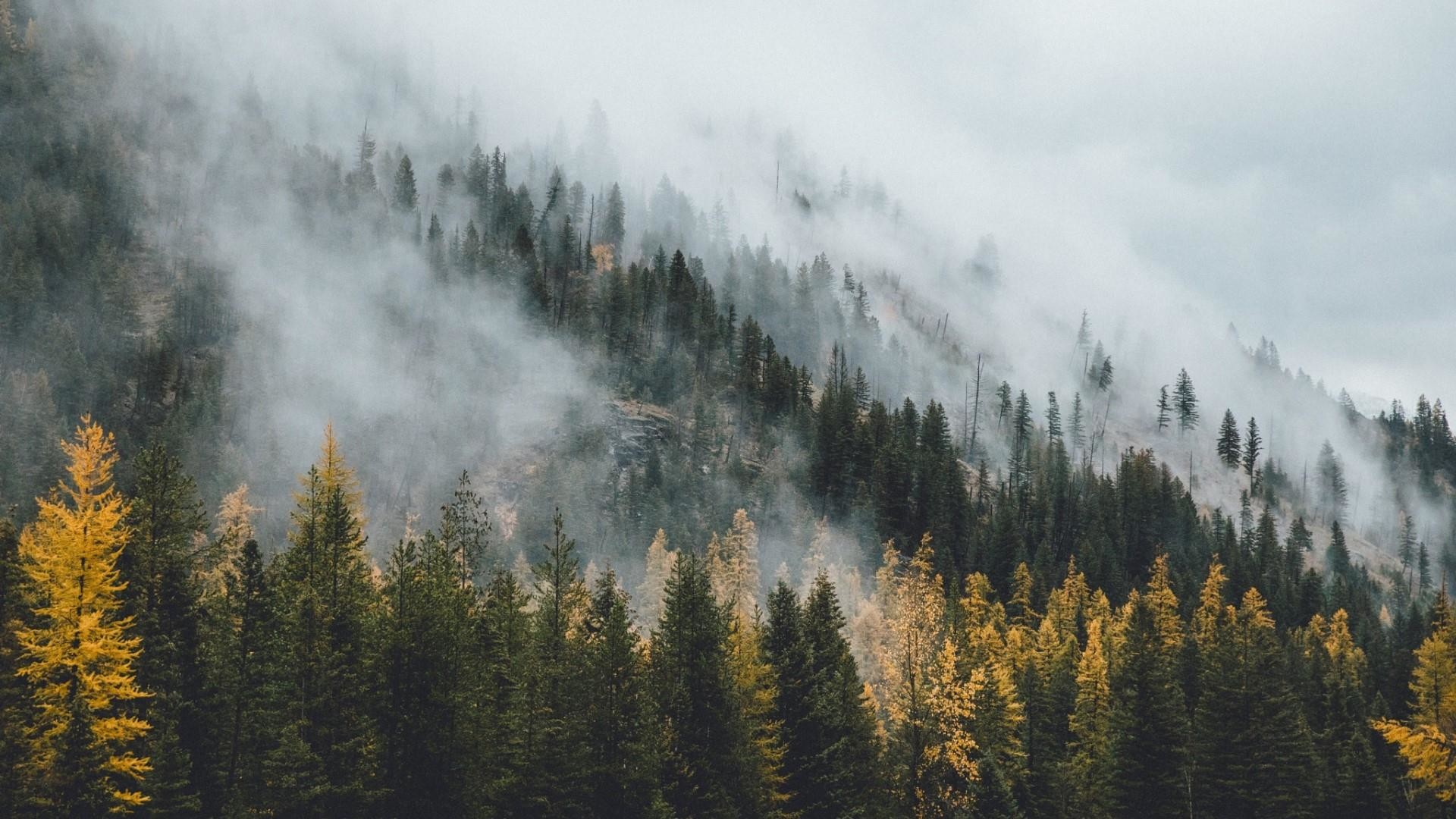 Detail Pine Forest Wallpaper Nomer 4
