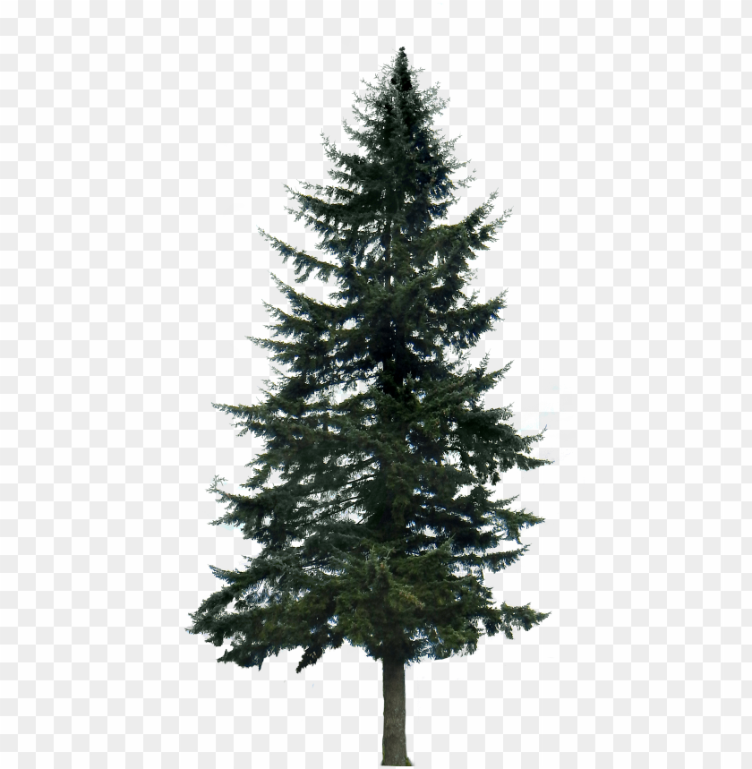 Detail Pine Png Nomer 9