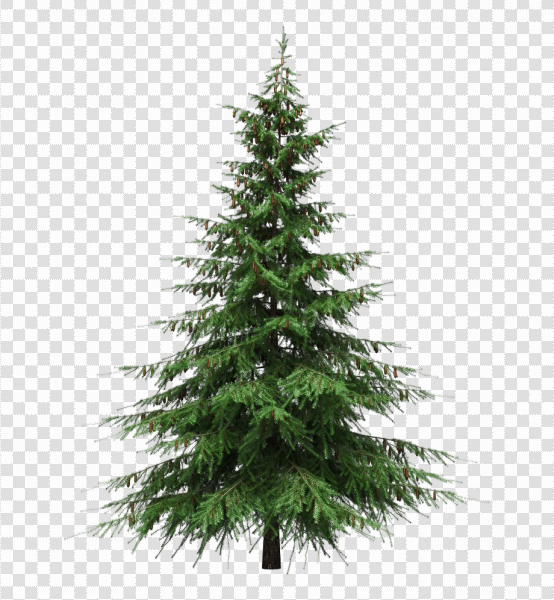 Detail Pine Png Nomer 15