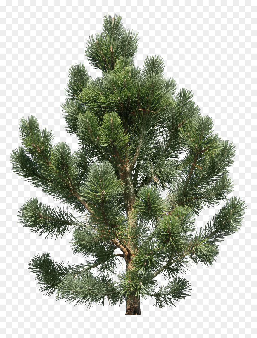 Detail Pine Png Nomer 17