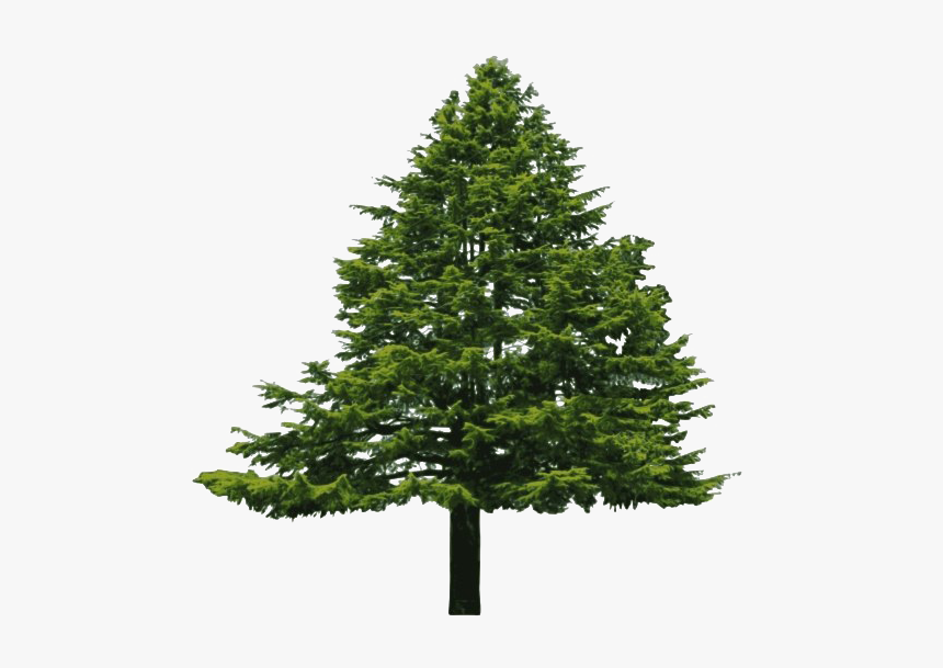 Detail Pine Png Nomer 18
