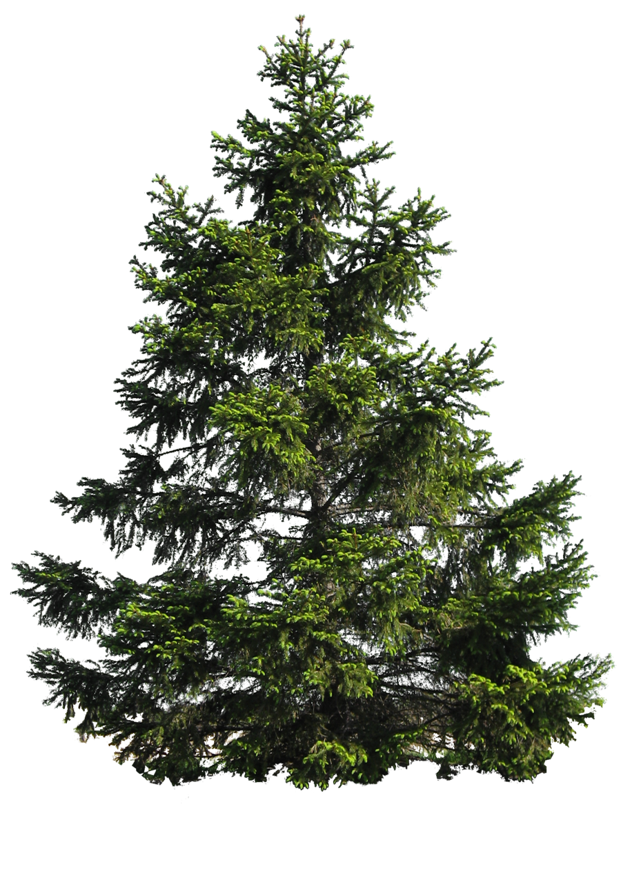 Detail Pine Png Nomer 2