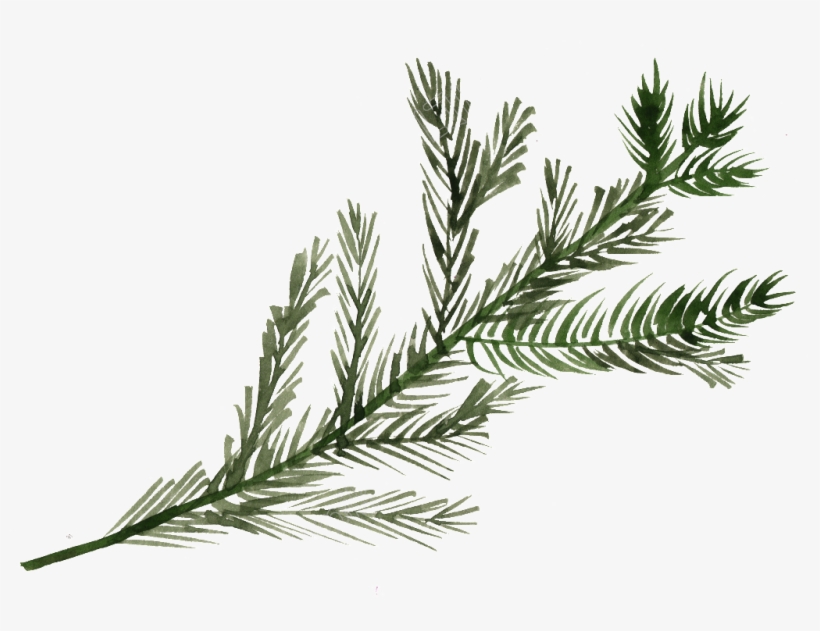 Detail Pine Png Nomer 25