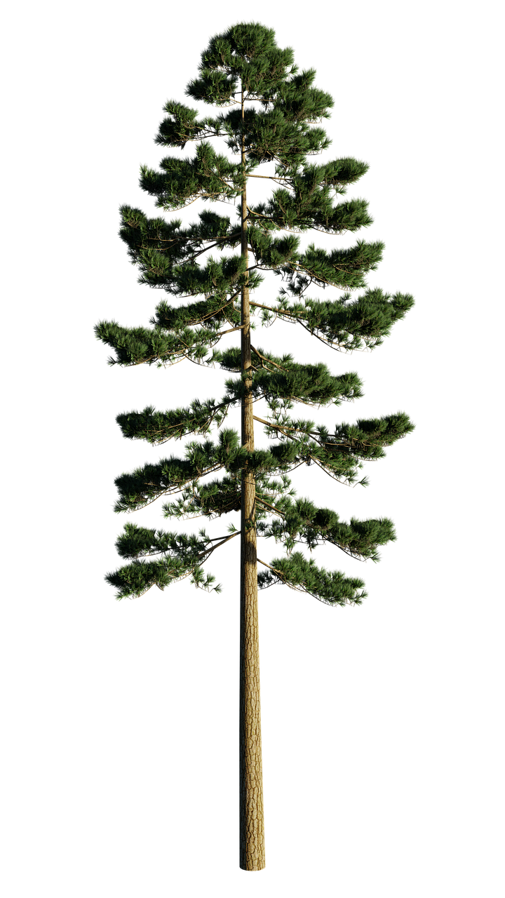 Detail Pine Png Nomer 26