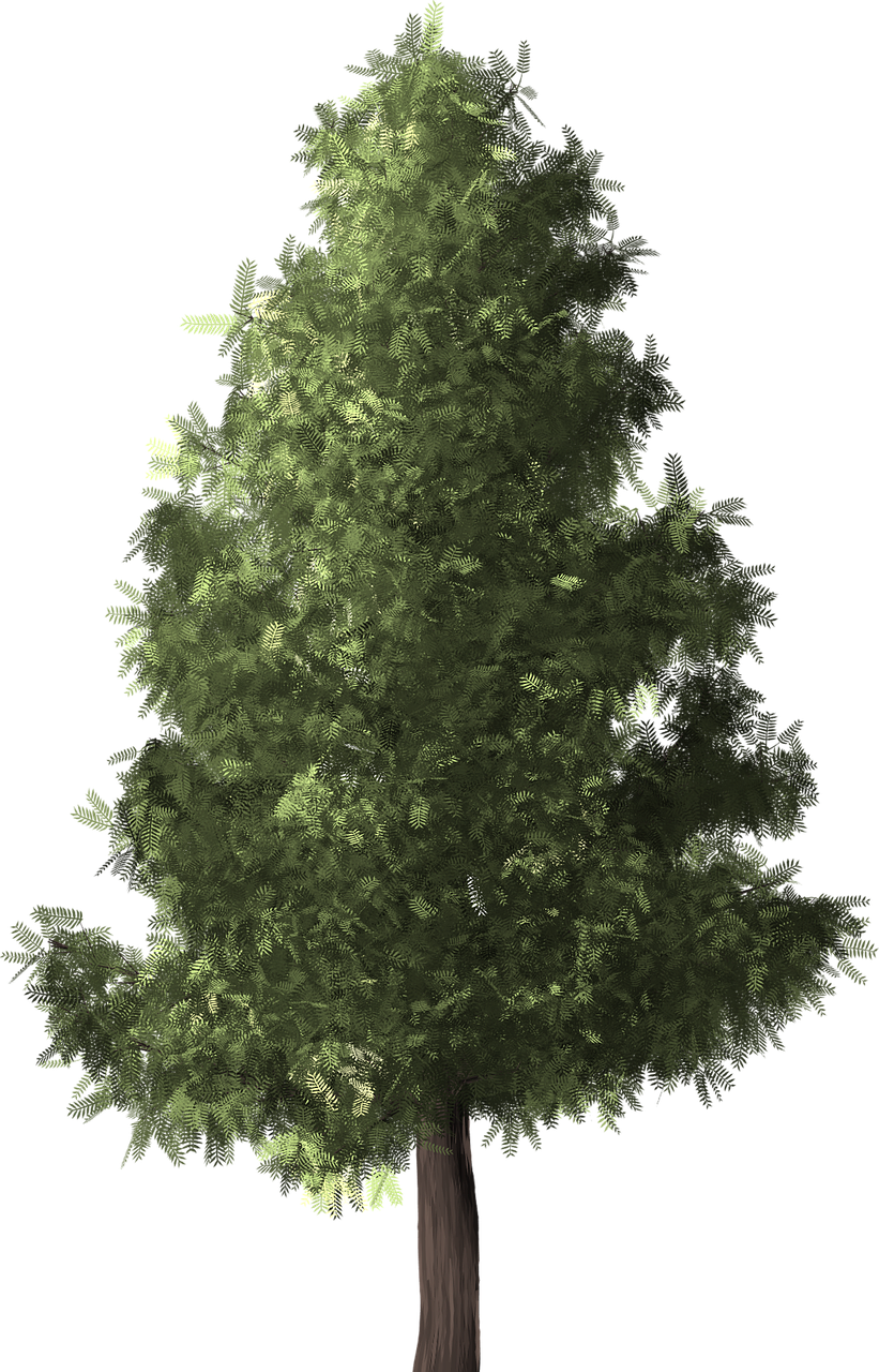 Detail Pine Png Nomer 27