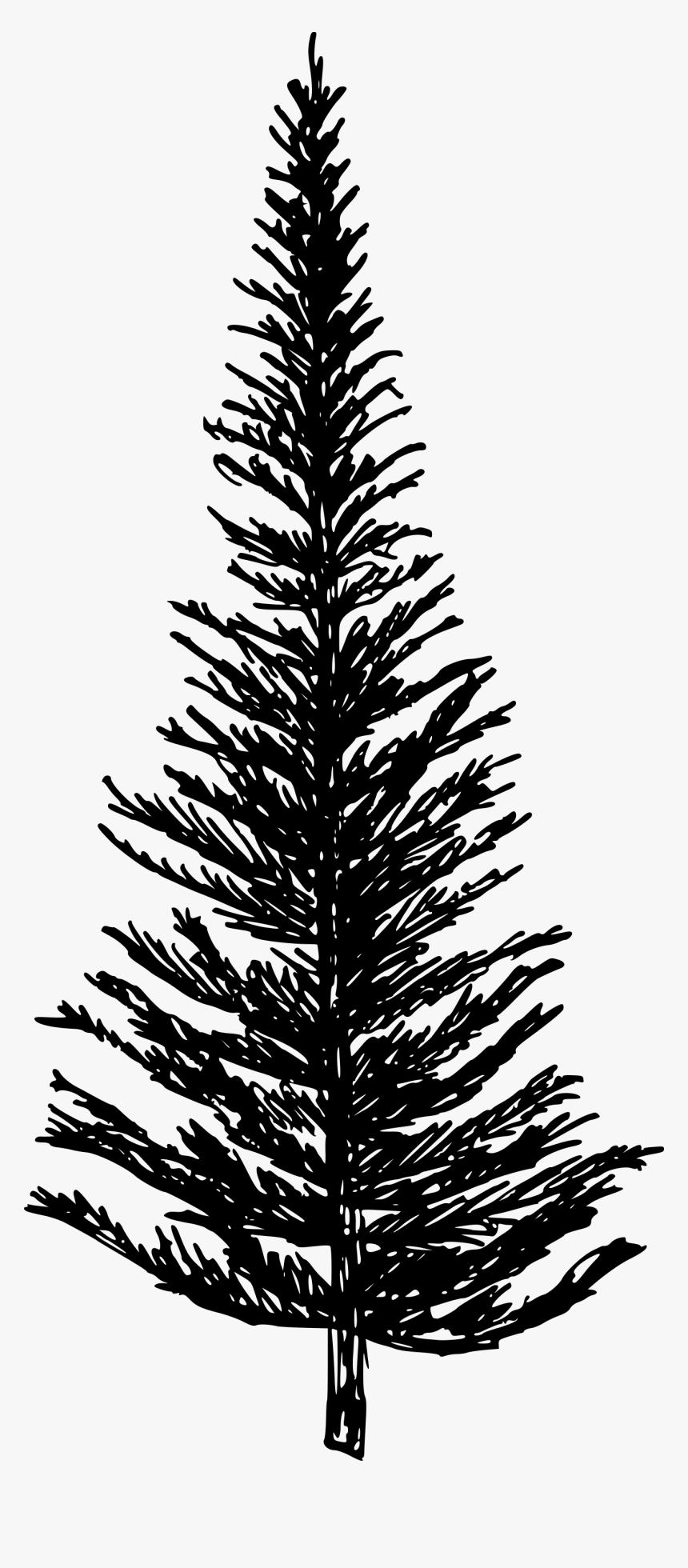 Detail Pine Png Nomer 31