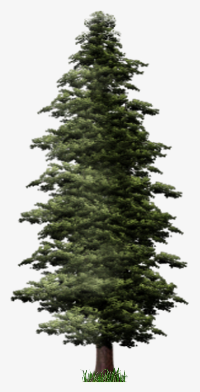 Detail Pine Png Nomer 3