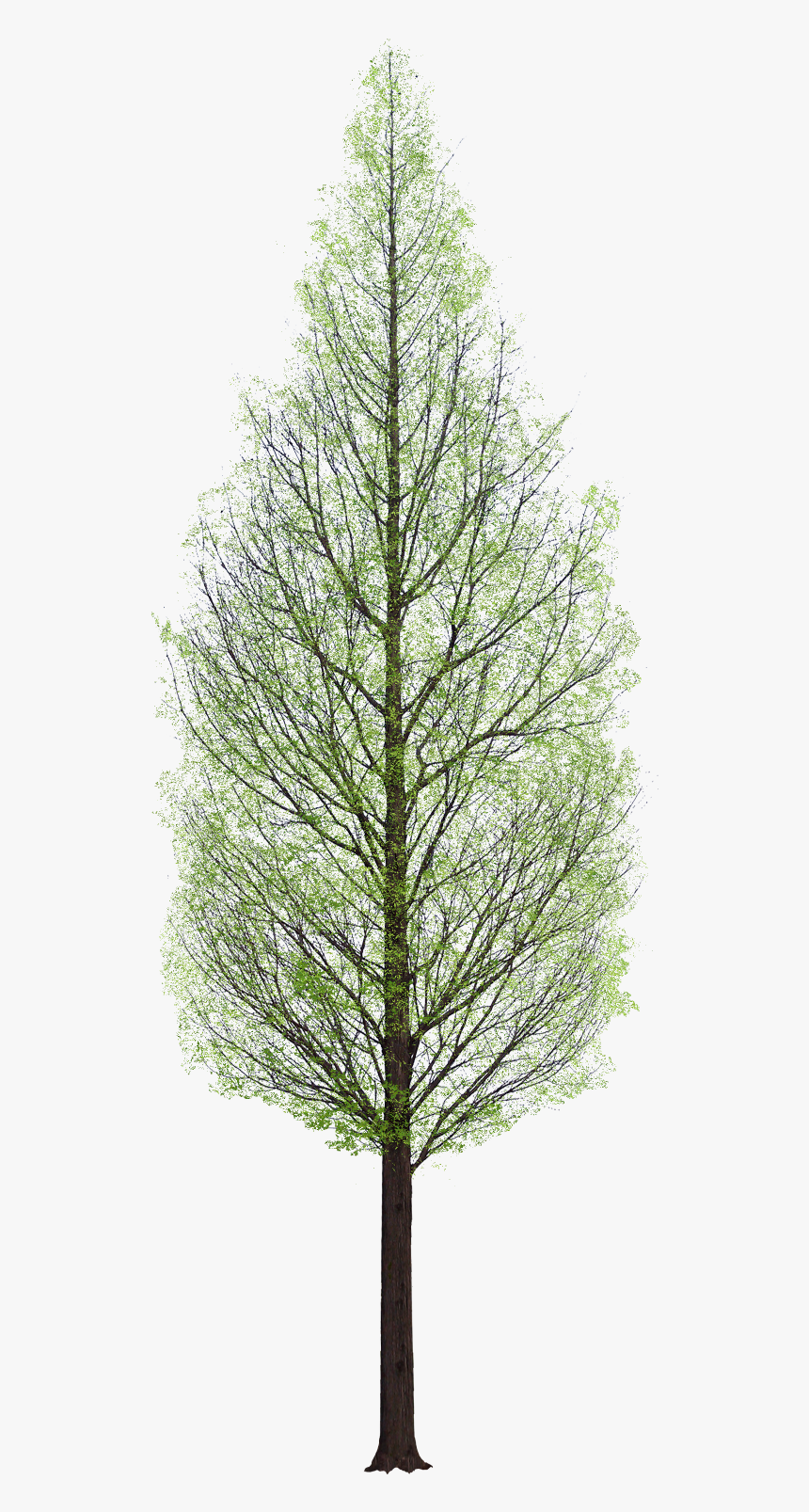 Detail Pine Png Nomer 34