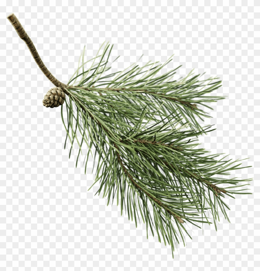 Detail Pine Png Nomer 35