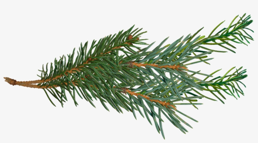 Detail Pine Png Nomer 37