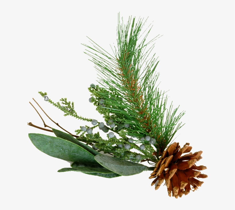 Detail Pine Png Nomer 39