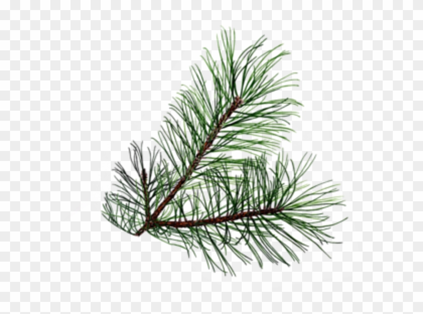 Detail Pine Png Nomer 40