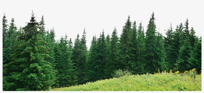 Detail Pine Png Nomer 41