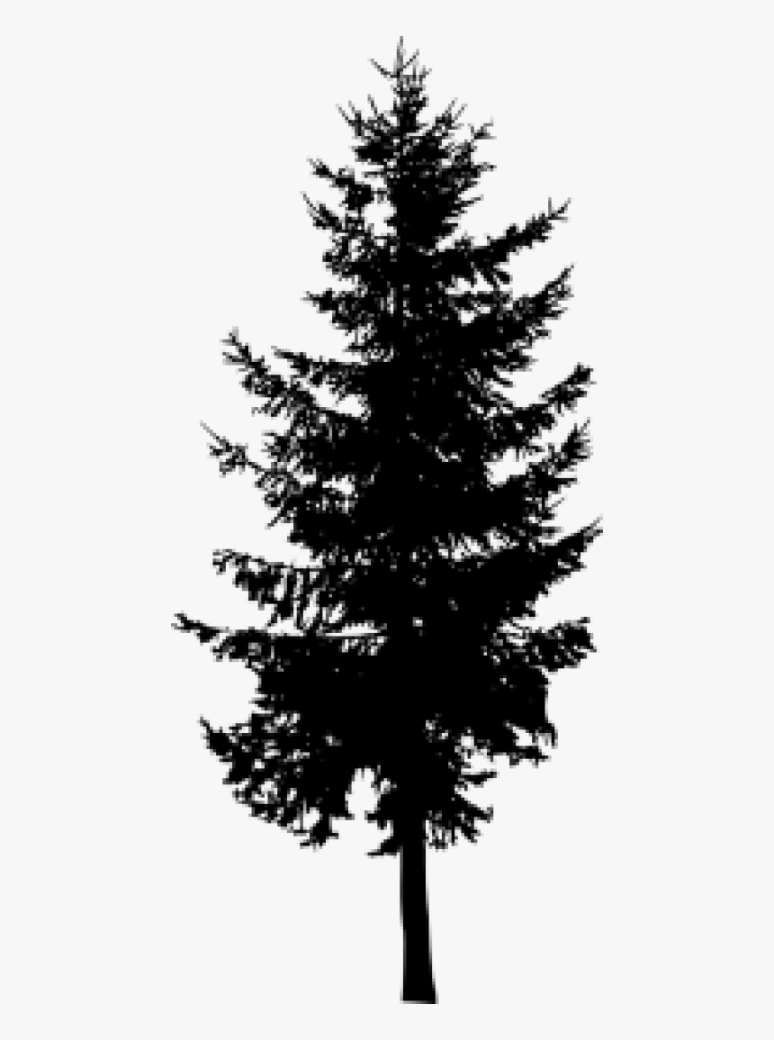 Detail Pine Png Nomer 42