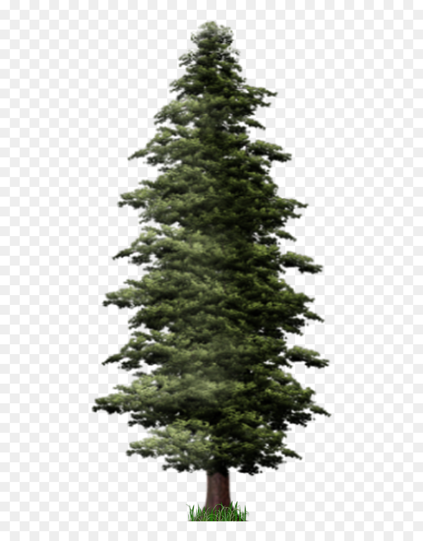 Detail Pine Png Nomer 4