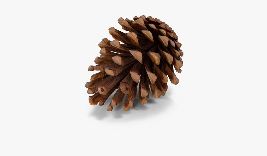 Detail Pine Png Nomer 47