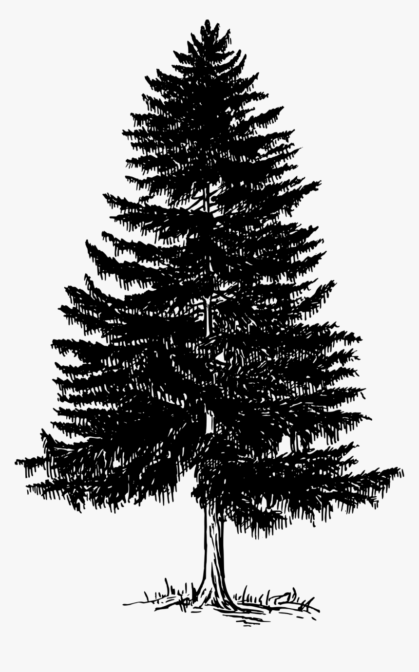Detail Pine Png Nomer 48