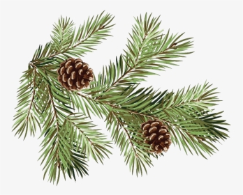 Detail Pine Png Nomer 49