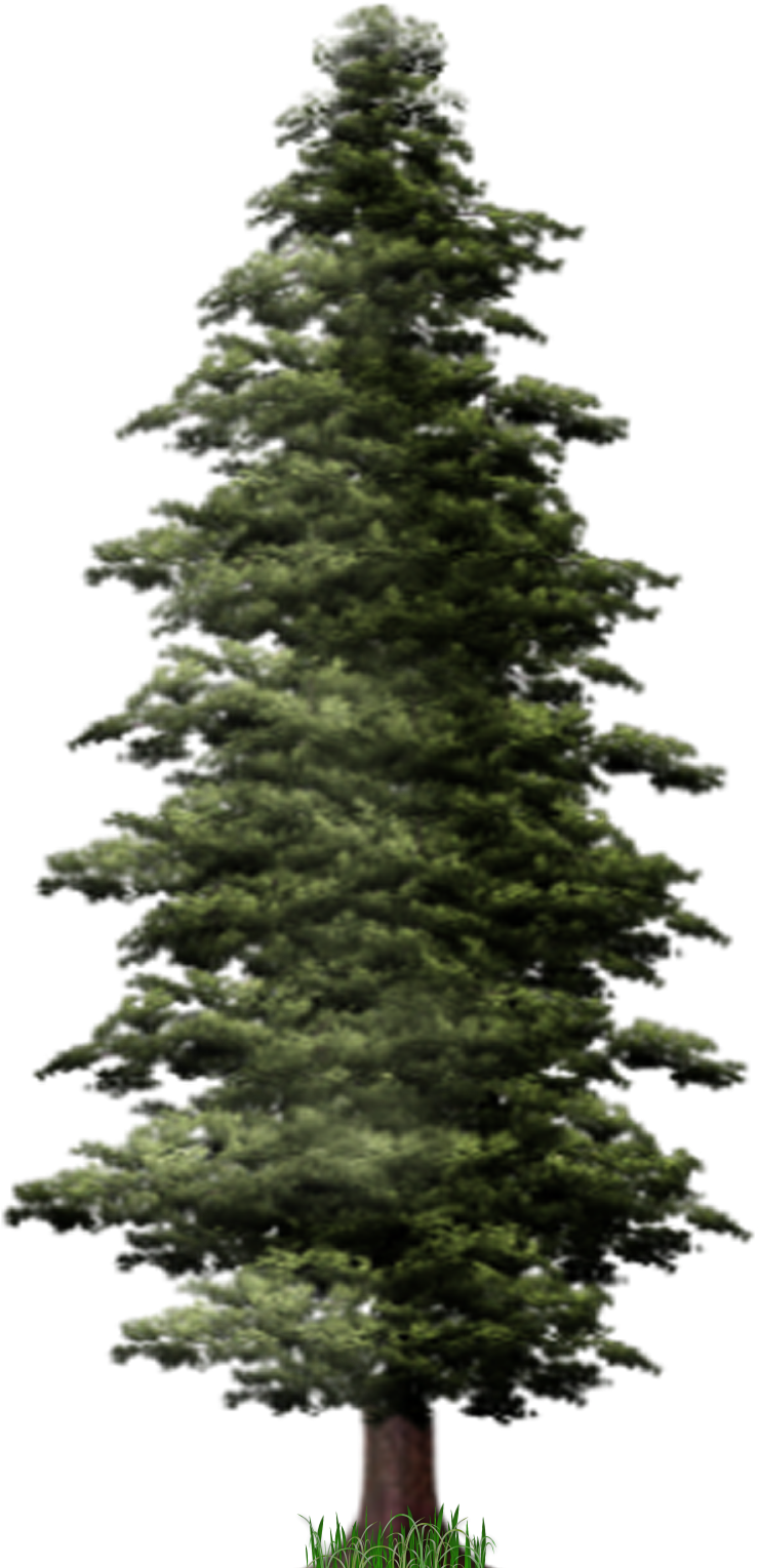 Detail Pine Png Nomer 5