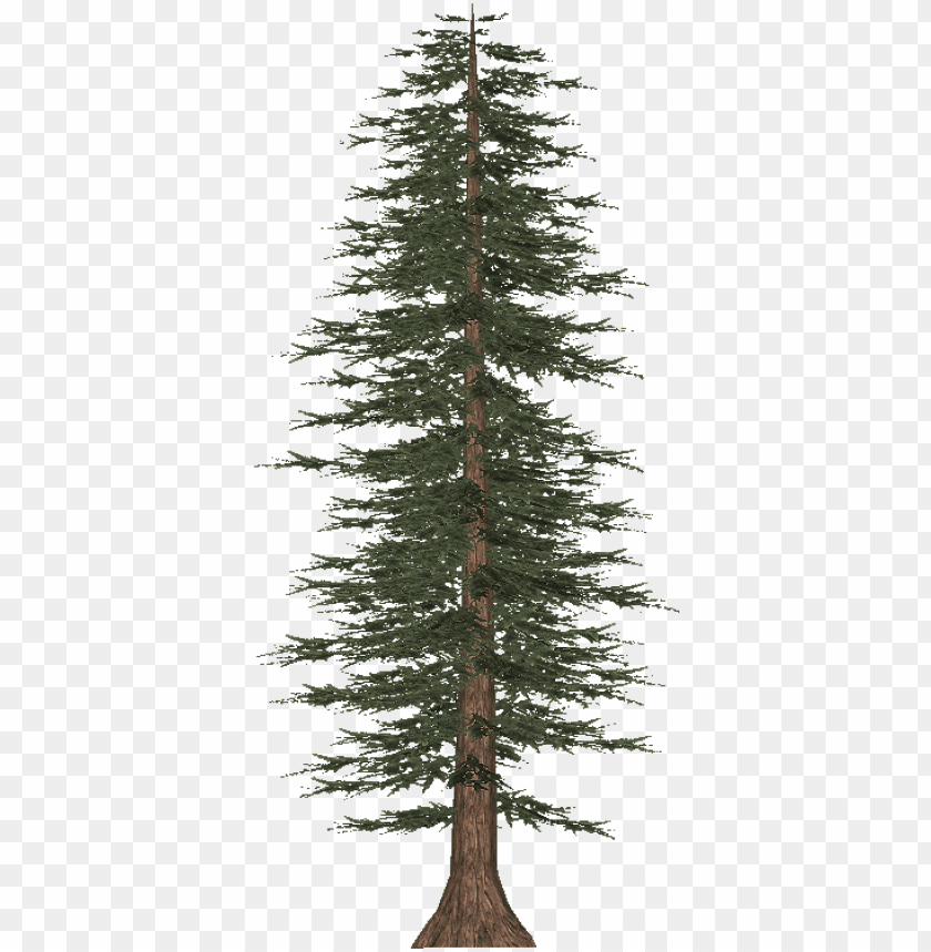 Detail Pine Png Nomer 6