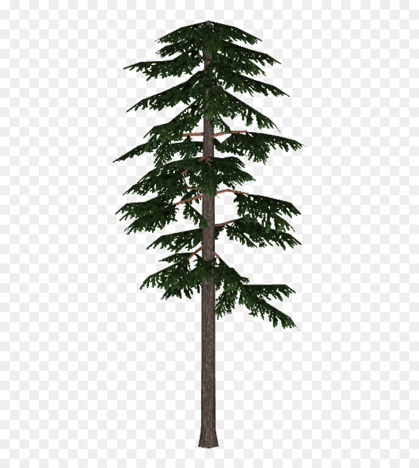Detail Pine Png Nomer 7