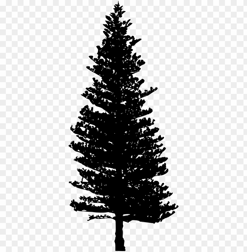 Detail Pine Png Nomer 8