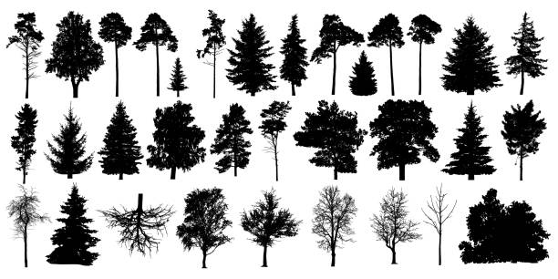 Detail Pine Tree Brushes Photoshop Nomer 42