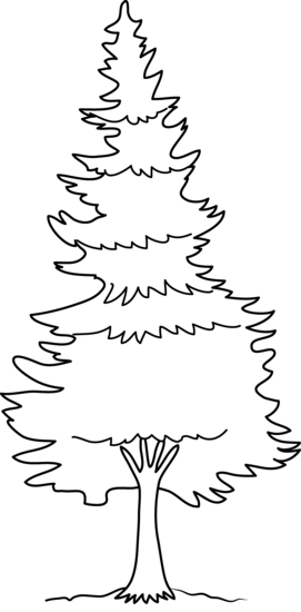 Detail Pine Tree Clipart Black And White Nomer 10