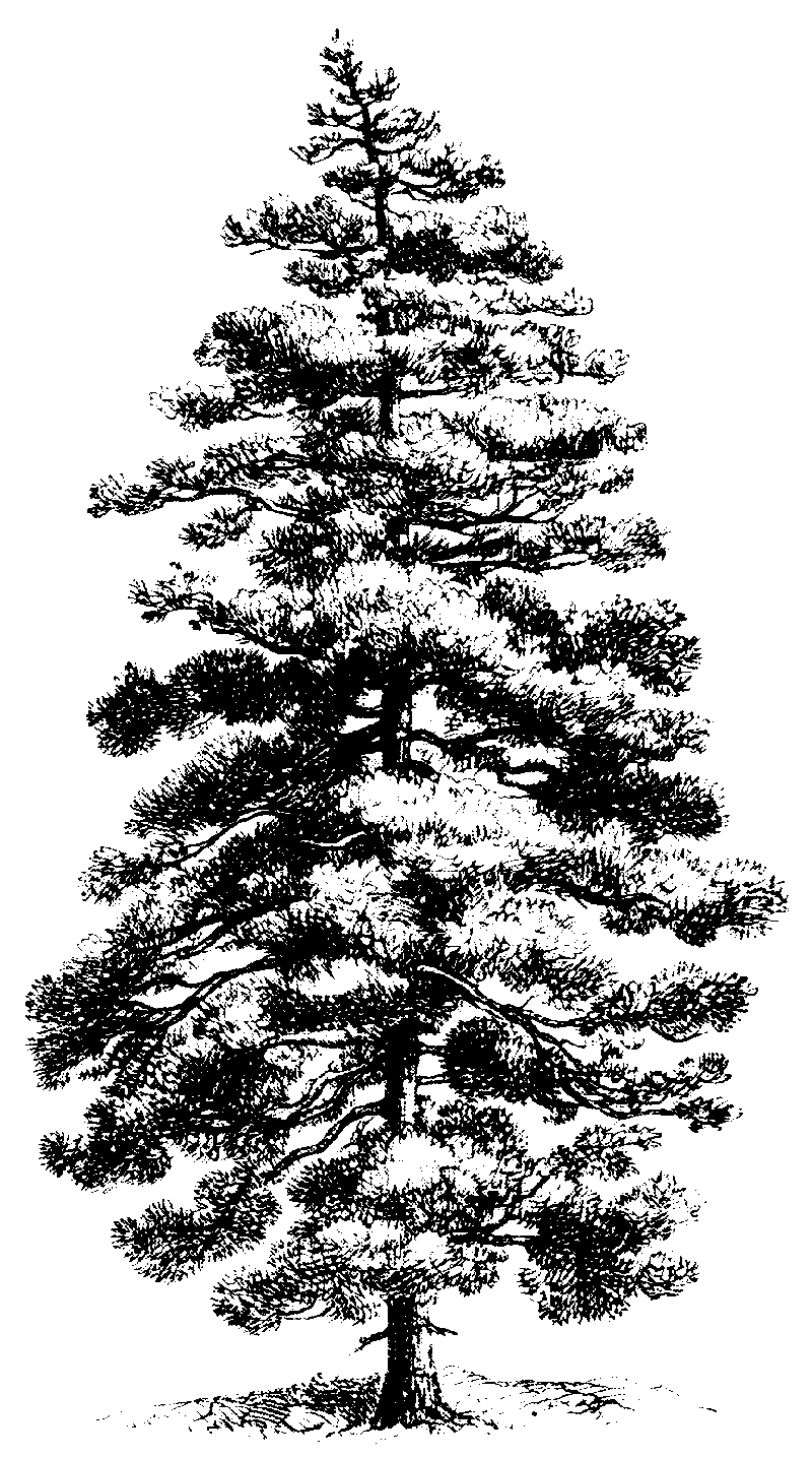 Detail Pine Tree Clipart Black And White Nomer 11