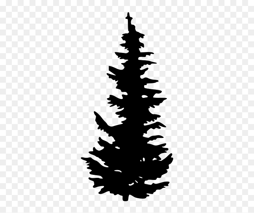 Detail Pine Tree Clipart Black And White Nomer 19